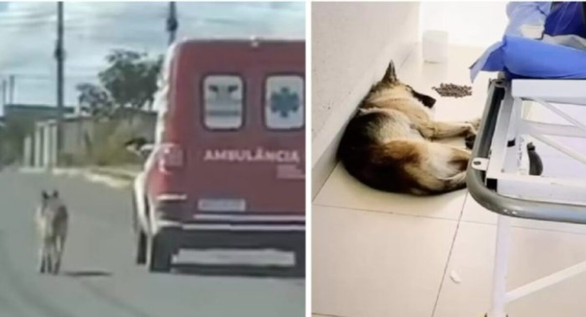 Despite Being Transported To The Hospital, A Loyal Dog Refused To Leave ...