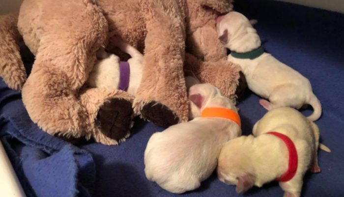 A Rescued Dog Mother Brought In Four Orphaned Puppies After Their ...
