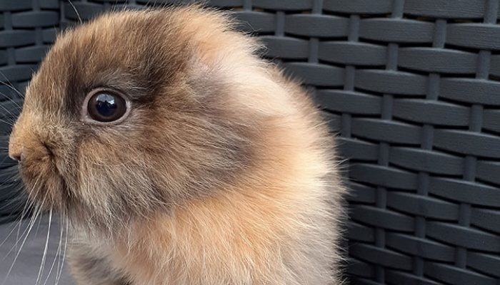 No Ear Rabbit A Bunny Born Without Ears Is Adorable - Animals Time