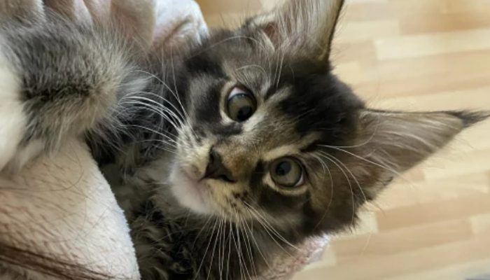 Meet Fluff, The Cute Lopsided-Eyed Maine Coon Breed Cat - Animals Time